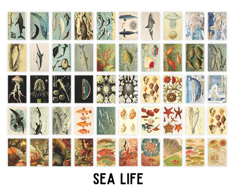 Infeel.Me Deco Wildlife Scrap Paper Sticker Book