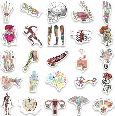 Body Anatomy PVC Sticker Pack 50pc