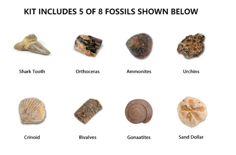 Fossil Dig Kit